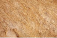 muskrat fur 0002